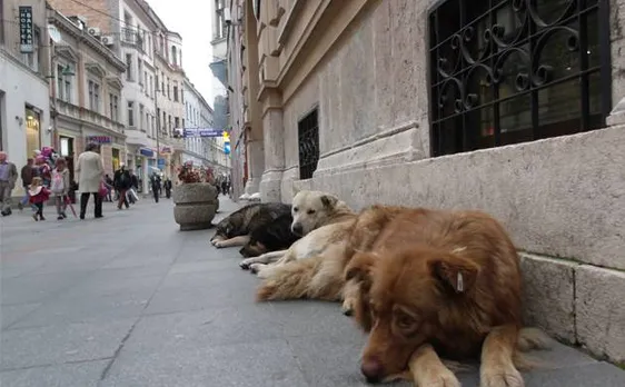 30 million dogs killed annually for human consumption, says Humane Society International-India