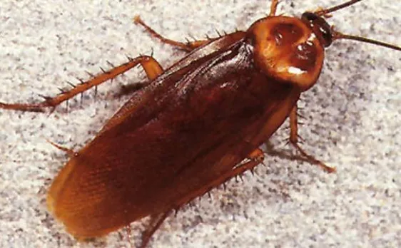 Cockroach milk may be the next super food