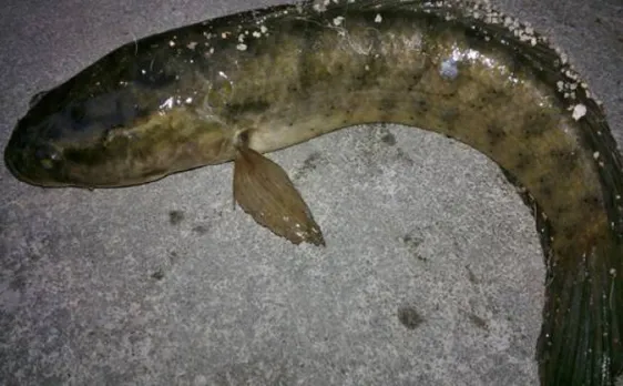 Murrel now declared as Telengana State fish
