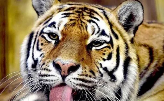 Tiger mauls woman to death in Chinese wildlife park