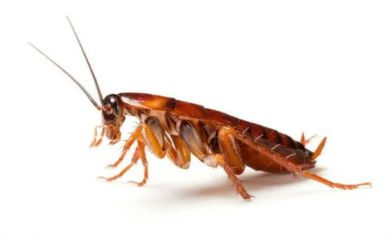 Cockroach 'milk' to transform into health food supplement