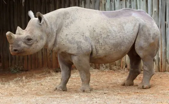 Lok Sabha is informed that 102 rhinos, 46 tigers, 89 elephants poached since 2013
