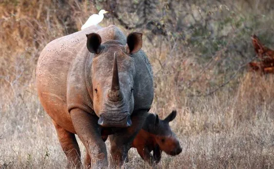 Assam Floods: Rhino carcass found in Kaziranga, horn missing