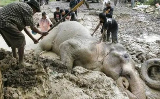 Indian elephant 'Bangabahadur', swept away by flood, dies in Bangladesh