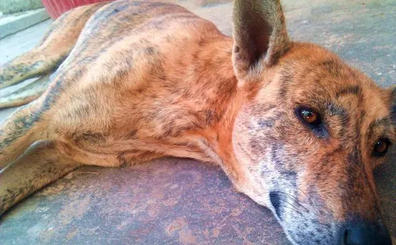 3 stray dogs shot dead by unknown at Hyderabad