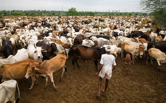 Tension in Baghpat after suspected meat found, 2 arrested