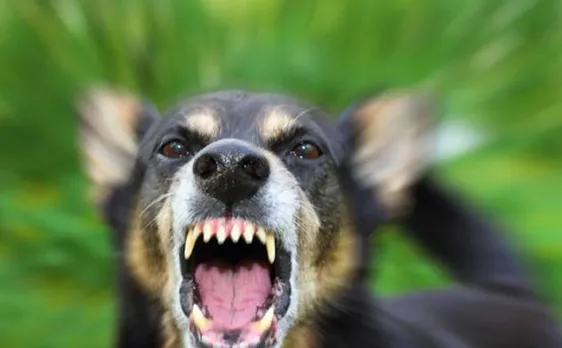 Elderly woman dies after being attacked by over 50 stray dogs
