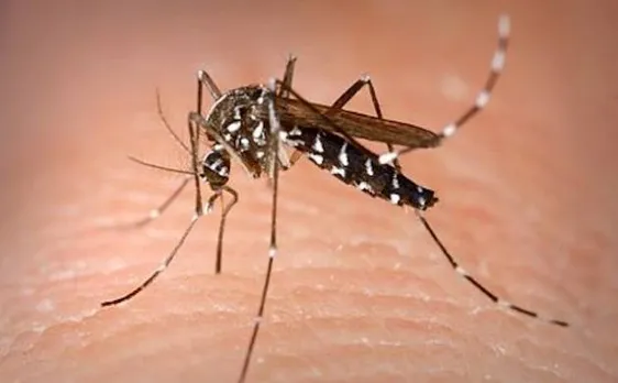 Chikungunya outbreak in Delhi: Symptoms, prevention and cure