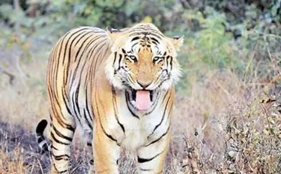 Maharashtra govt to write to PM asking for a CBI probe into disappearance of tiger Jai