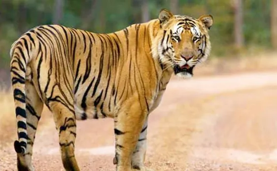Forest Minister seeks CID probe for tracking missing tiger Jai