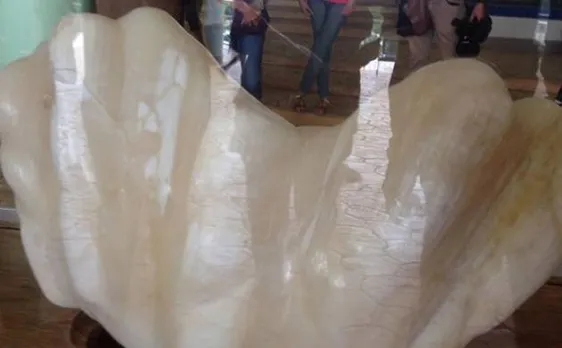 World's biggest pearl found by Filipino fishermen at Palawan island