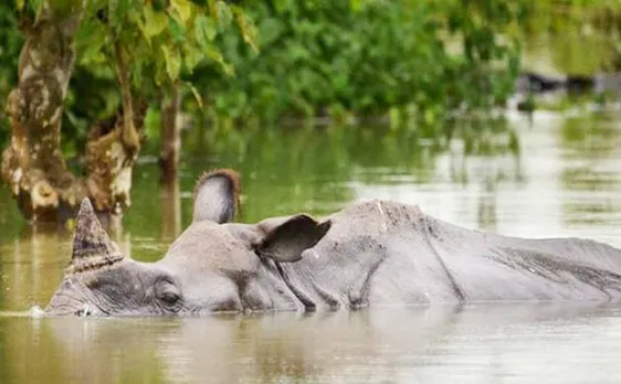 Assam CM Sonowal takes stock of rhinos rescued from floods in Kaziranga