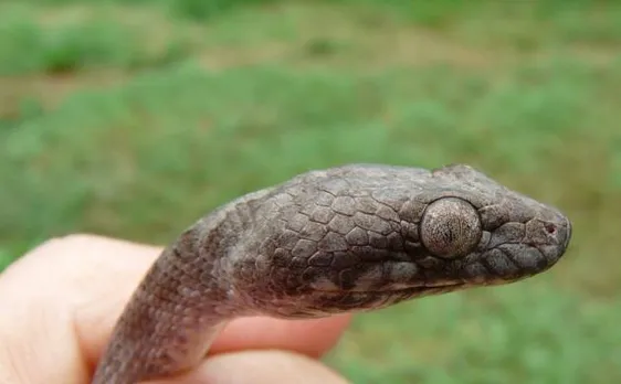 Ghost snake species discovered by scientist in Madagascar rock formation