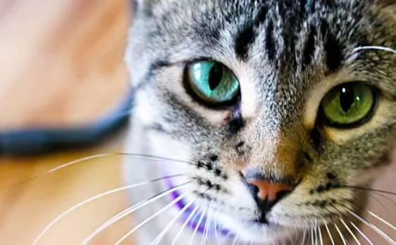 Cat miraculously survives earthquake, found from rubble after two weeks
