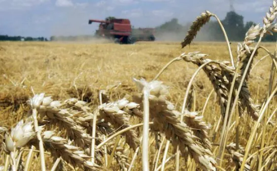Govt cuts import duty on wheat, potato & palm oils
