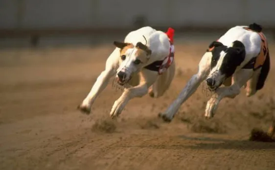  Dog is just too clever to follow  humans advice, says science
