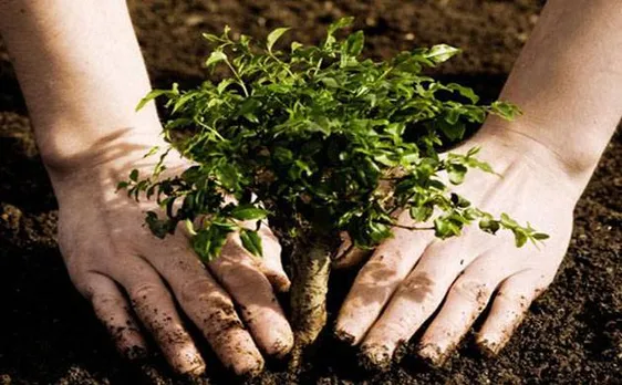 Delhi government informs NGT 2,000 trees planted for chopping 216 trees in Delhi