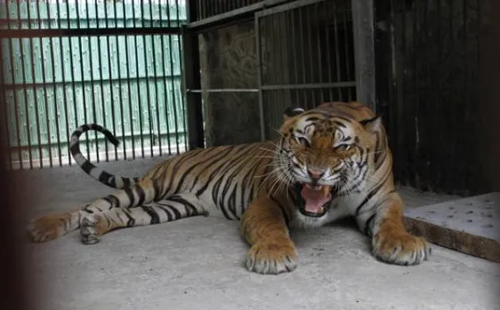 India's second oldest Royal Bengal tiger 'Palash' dies after renal failure