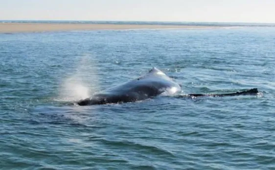 Watch Video: Baby whale calf frees trapped mother by pushing her off from sandbank