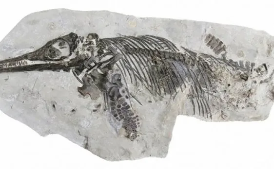 Scientists discover new species of extinct marine reptiles