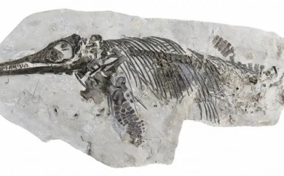 Scientists discover new species of extinct marine reptiles of Jurassic age