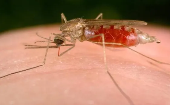 Study reveals, altering 'human flavour' may help combat malaria