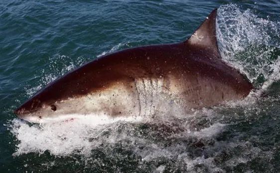 Scientist discovers Bothriolepis rex a 370 million-year-old species of giantfish