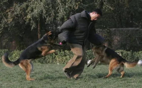 Story of army pets Tractor and Samâ€™s brave support in Kashmir
