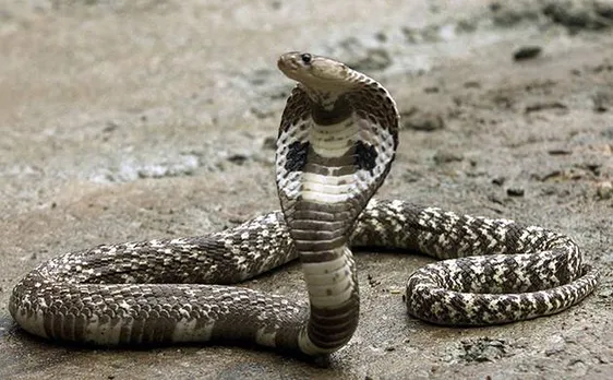 WB: Cobra venom worth Rs 200 crore seized in Siliguri
