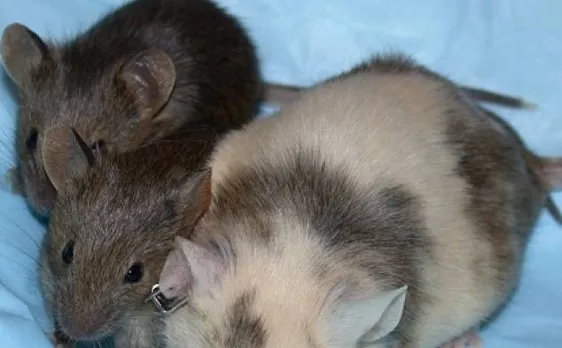 Mouse eggs from stem cells grown by scientists in laboratory