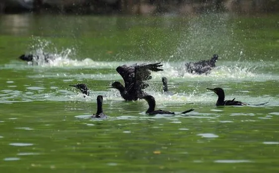 Bird flu in Delhi Zoo: Health ministry calls meeting; close monitoring going on