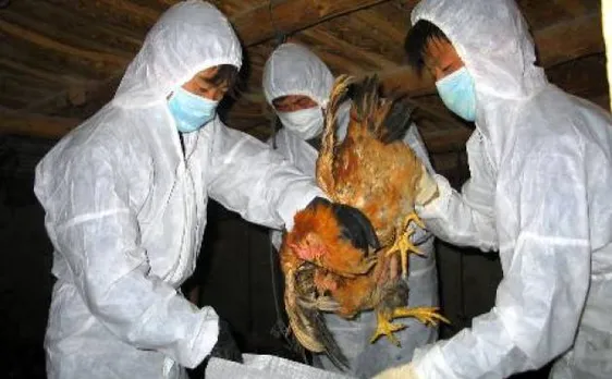 Delhi Govt issues health advisory: What to do and not to do during bird flu scare