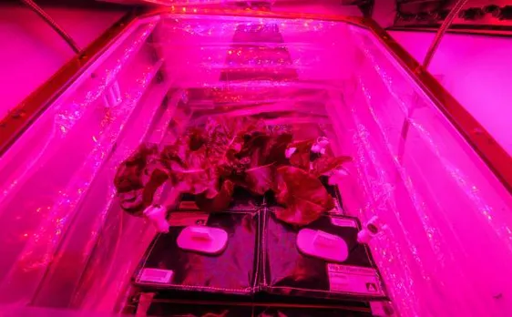 International Space Station plants Lettuce in space using Veg-03 experiment: NASA