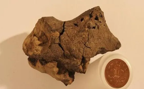 Fossilised brain tissue of dinosaur discovered more than a decade ago in Sussex could be world's first
