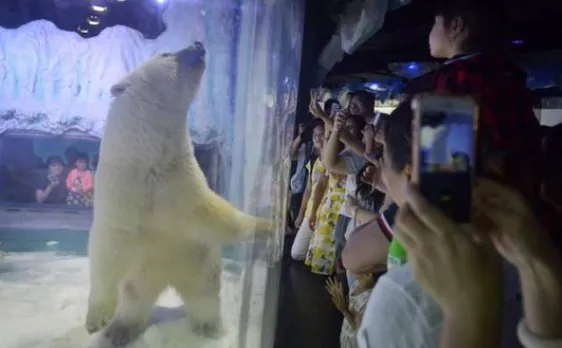 Worldâ€™s saddest polar bear Pizza temporarily removed from Chinese mall