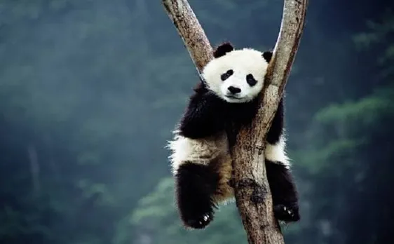Language problem: US born Pandas struggle in China as they know only English