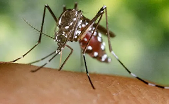 Dengue took 179 lives while no deaths reported from Chikungunya in India during 2016
