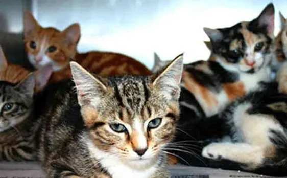 Australian woman convicted of animal cruelty, left 14 cats locked inside house until they ate each other