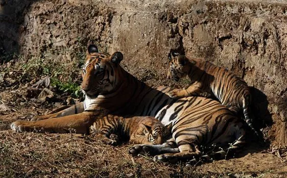 Tiger population in Sundarbans remains stable in last few years, says report