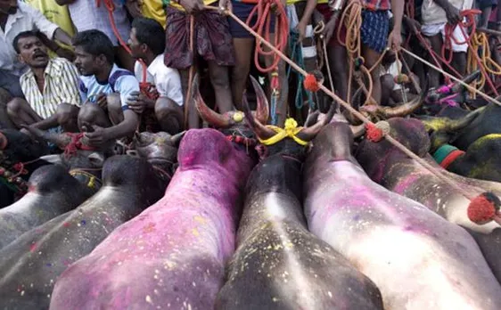Supreme Court questions Centre for 2016 notification allowing use of bulls in events like jallikattu