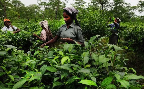 Tea, jute industry hit hard by demonetisation, salaries delayed: West Bengal govt