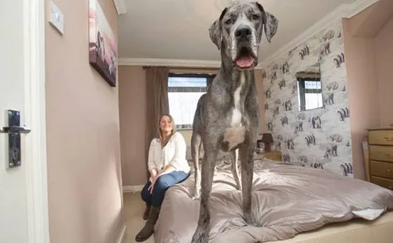 Massive 7 feet 6 inches Great Dane in UK declared world's largest dog