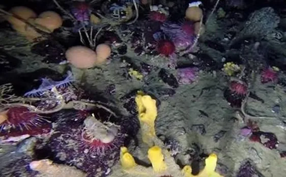 Underwater robot captures incredible glimpse beneath the Antarctic sea ice; reveals thriving, colourful world