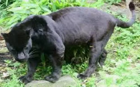 Panther cub rescued from Rajasthan university campus, after it  strays from Jhalana forest area