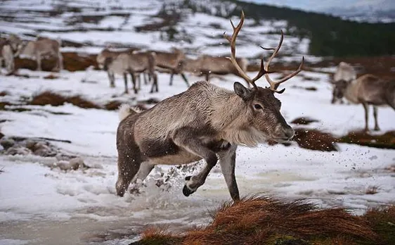 Santa's 'eco-friendly' Christmas pals: Reindeer may have cooling effect on Earth