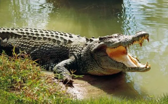 French tourist wants selfie with crocodile instead she gets bitten by the animal