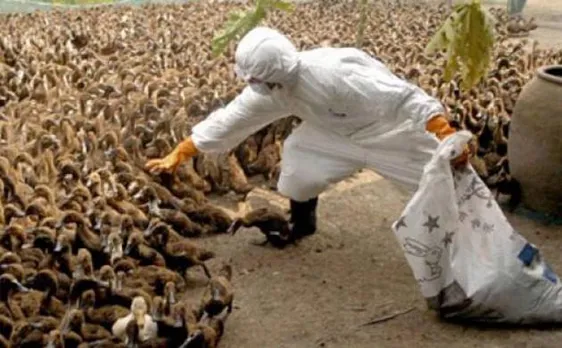 700 birds to be culled amid bird flu scare