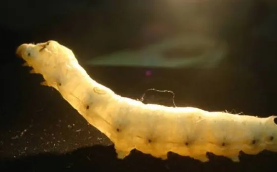 Discovered! Oldest evidence of silk found in 8,500-year-old Chinese tombs 