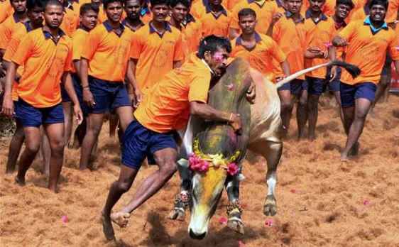 Jallikattu is to thank the nature, not to torment bulls: Animal rights organisation 