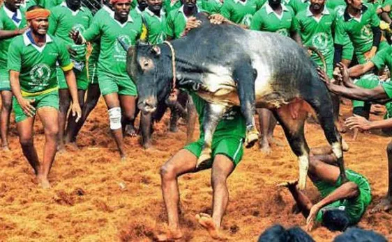 Jallikattu: PETA requests President, Centre not to pass ordinance on the sport